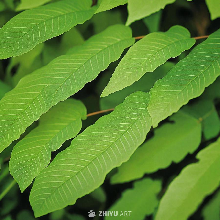 一片绿叶植物的特写镜头，叶子很大，叶脉纹理突出。叶