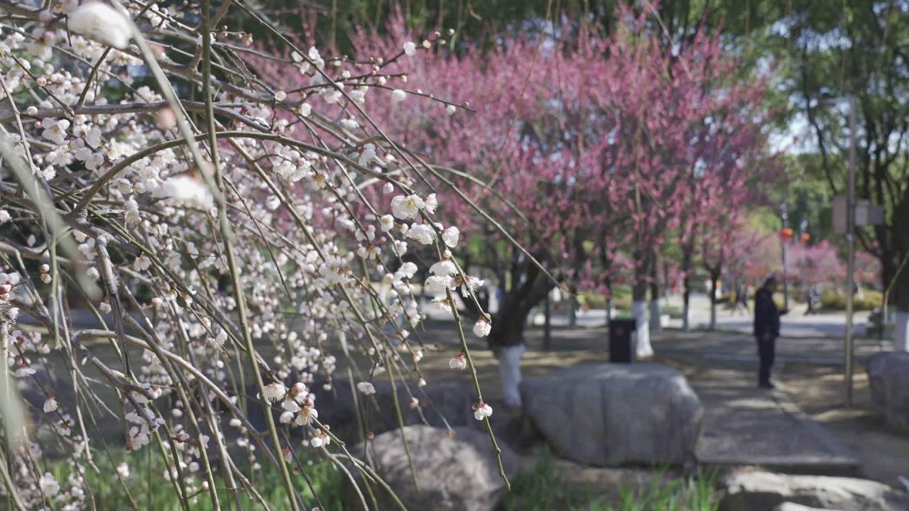 冬天的梅花 20