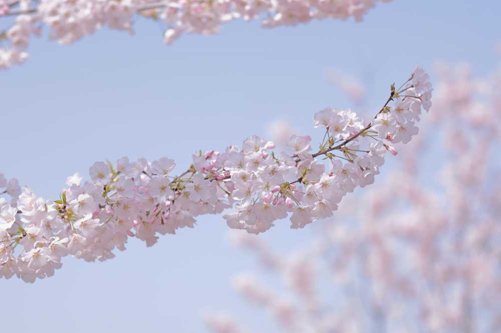 樱花