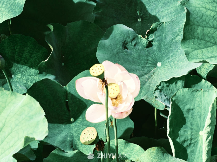 荷花