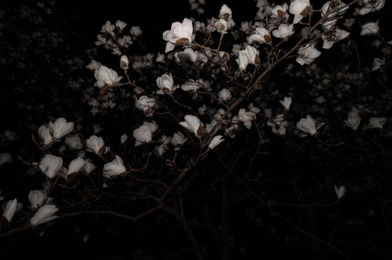 夜玉兰 5