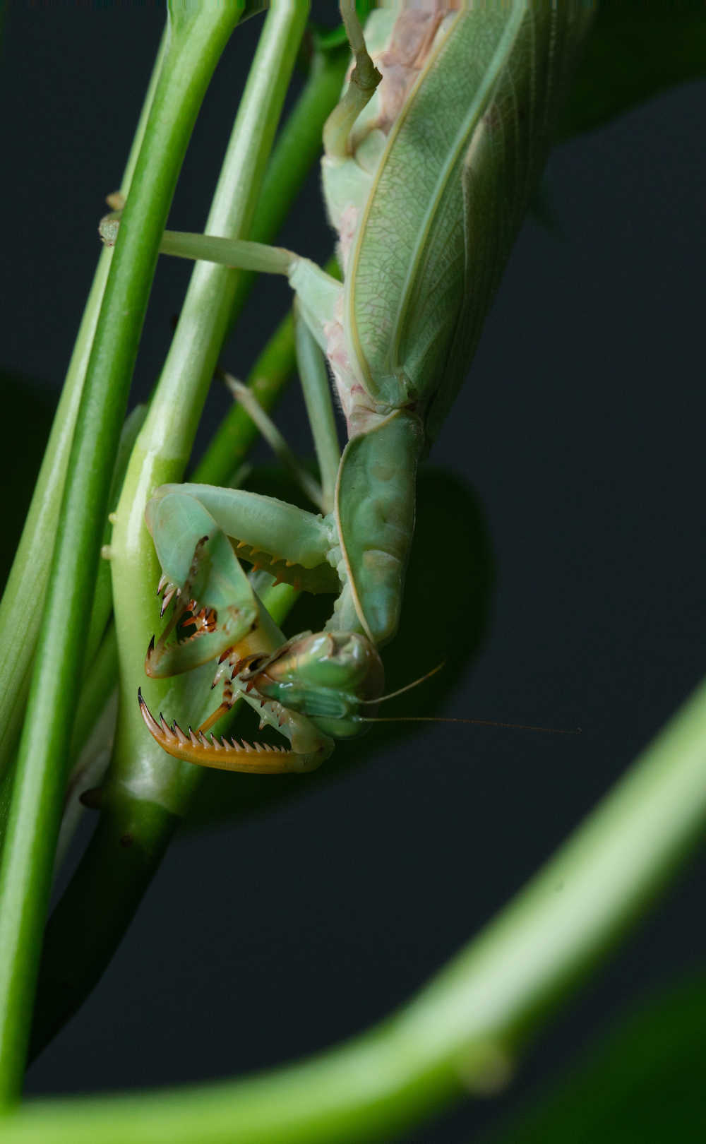 螳螂捕食黄蜂