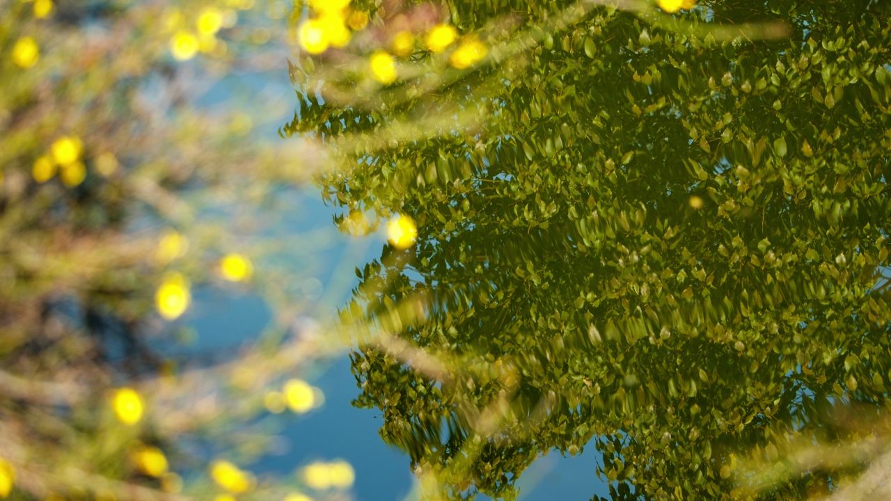 植物树木春天夏天绿油油生机盎然