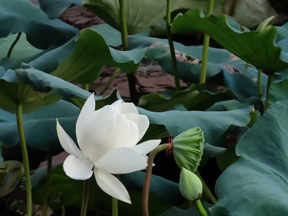荷花