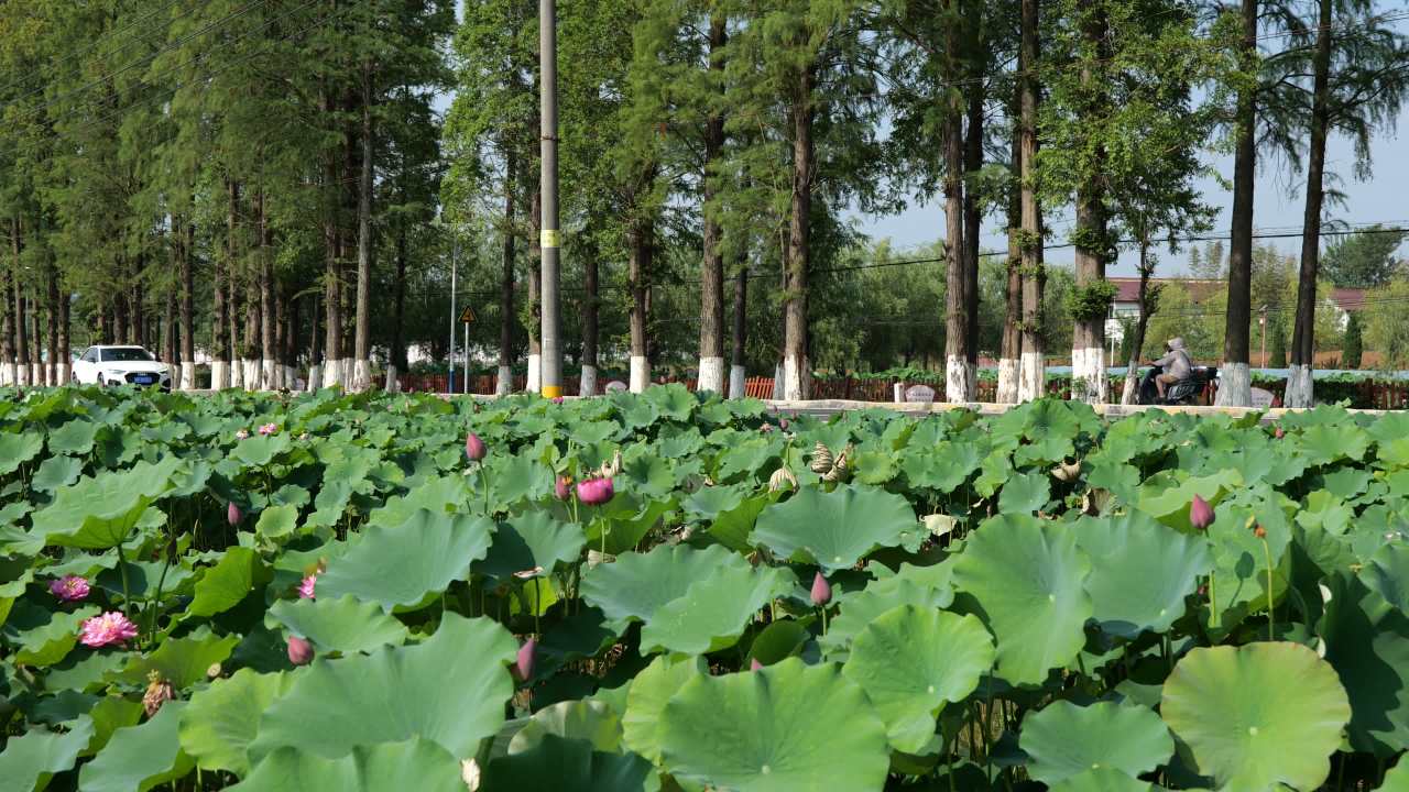 荷花（二） 26