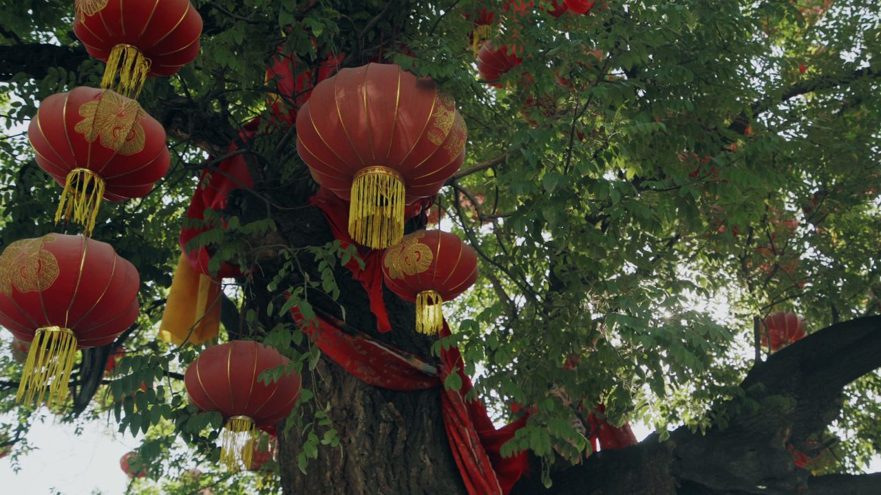 千年古槐树