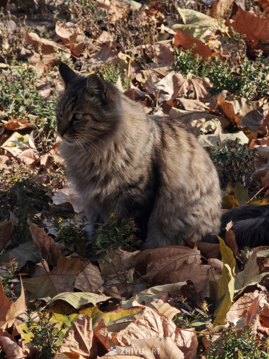 秋日落叶中的猫咪