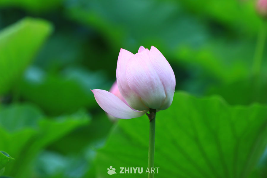 盛夏荷花 246