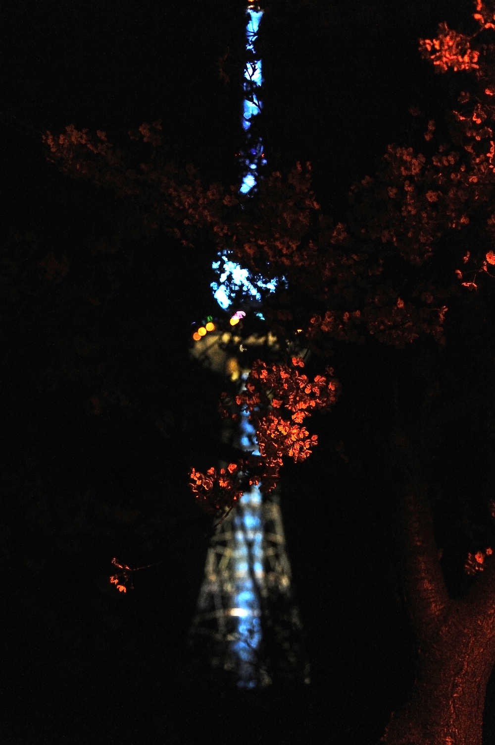 夜色樱花和电视塔