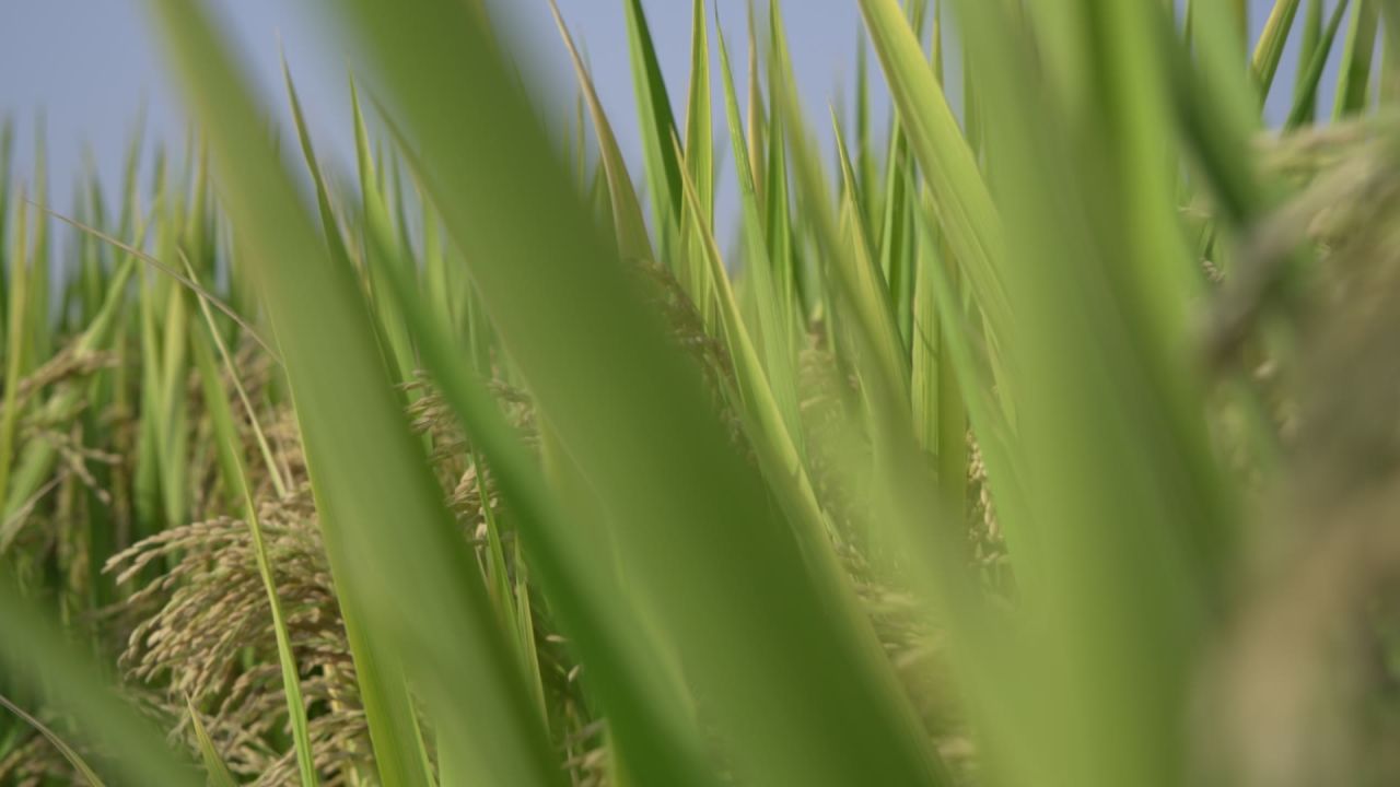 成熟的稻谷