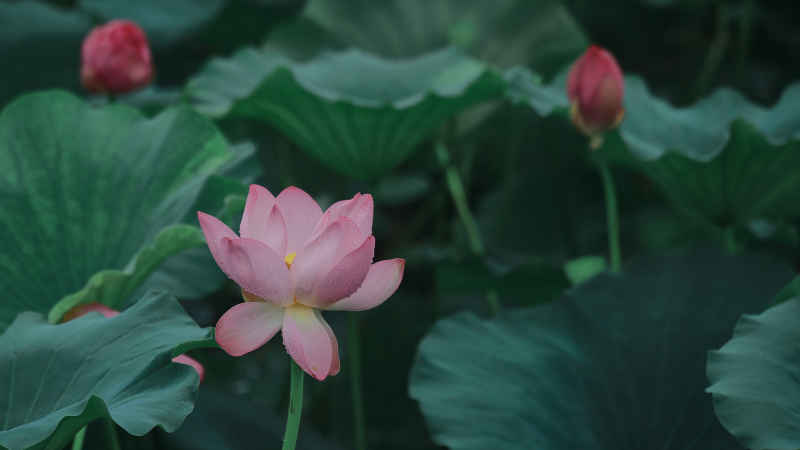 荷花 5