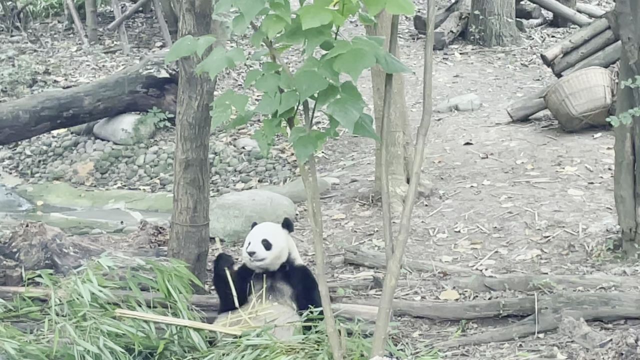 大熊猫吃竹子