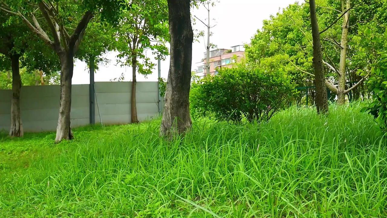 微风茅草地