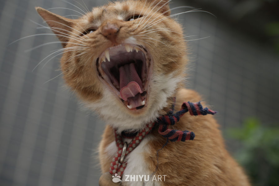 猫咪 7