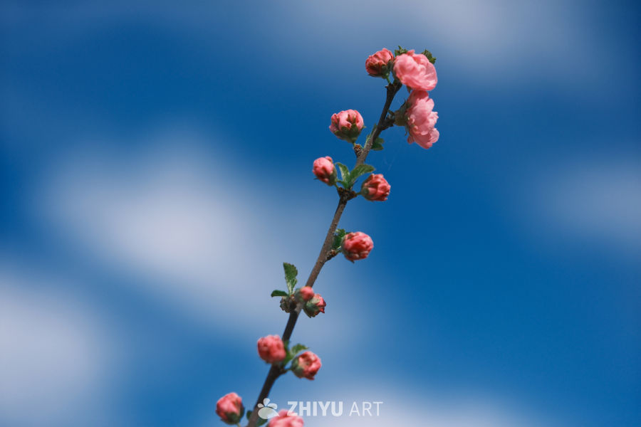 一支独秀 2
