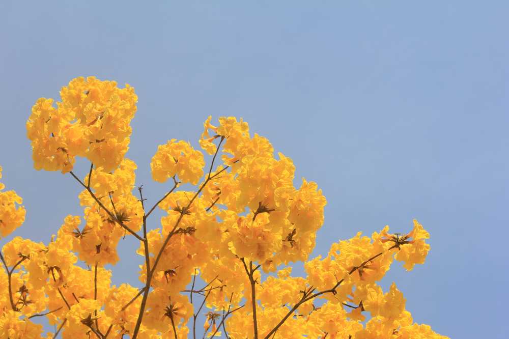 春·花