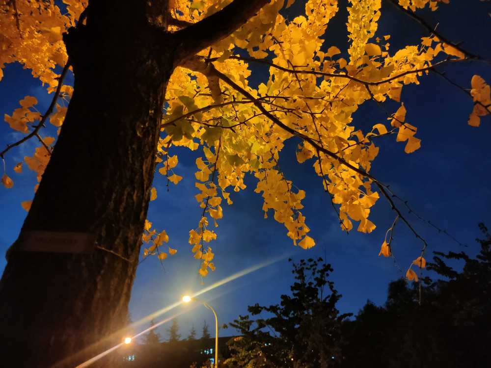 路灯下的银杏
