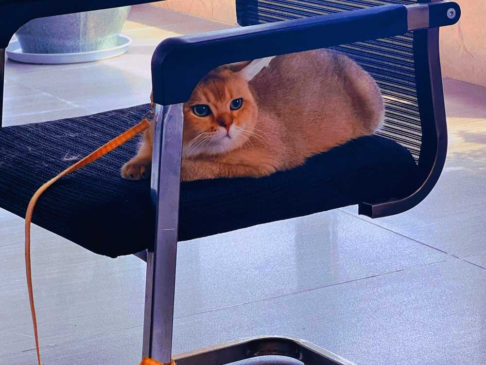 猫咪