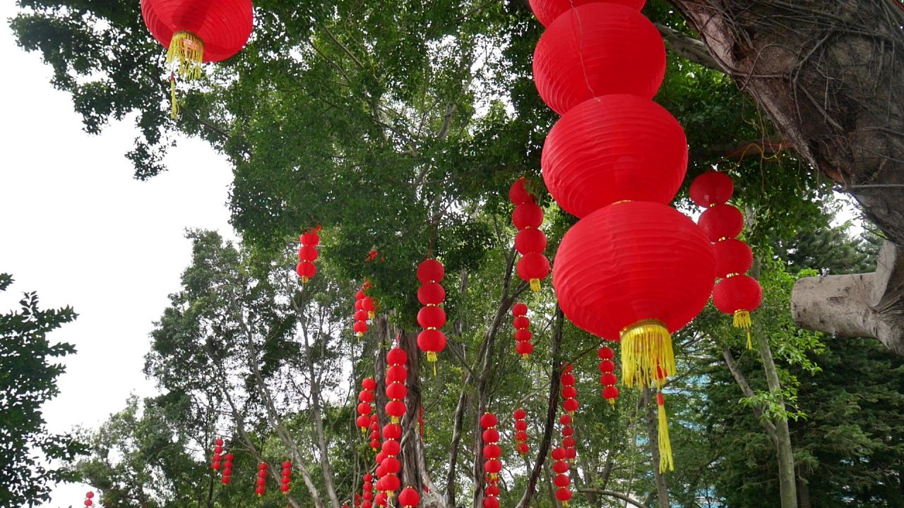 公园树上的迎春红灯笼串