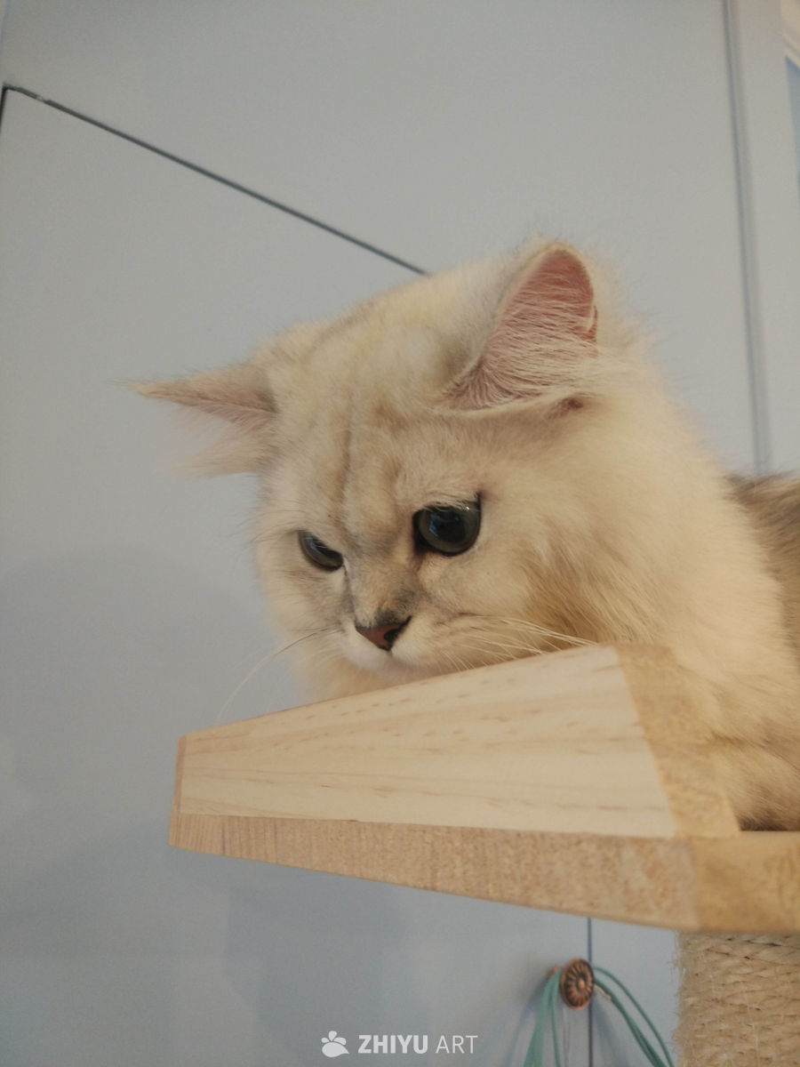 猫咪日常 2