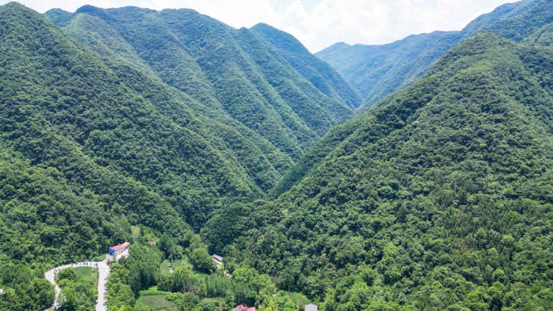 航拍深山大峡谷森林植物