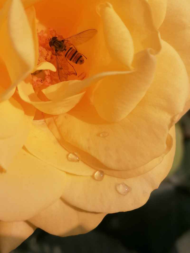 灵动玫瑰花上有蜜蜂