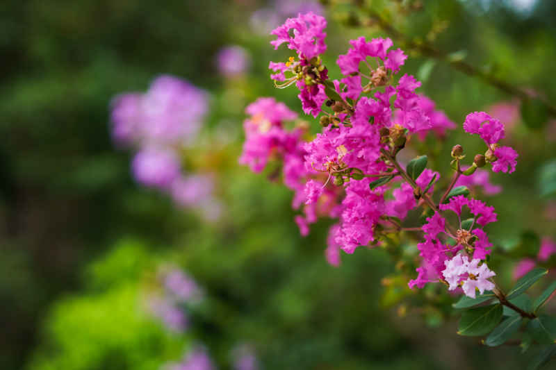紫薇花 4