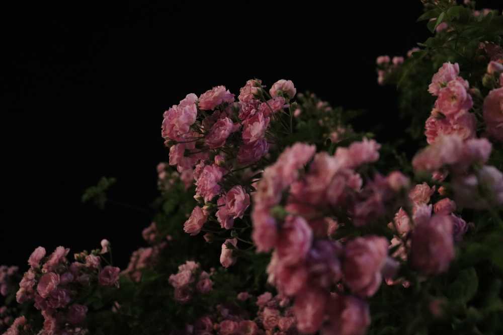 夜色蔷薇