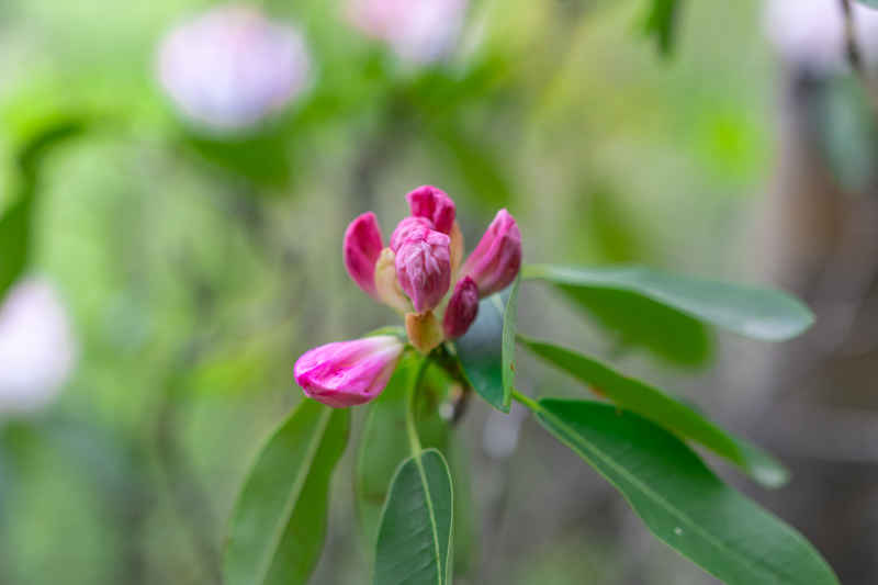 杜鹃花 13