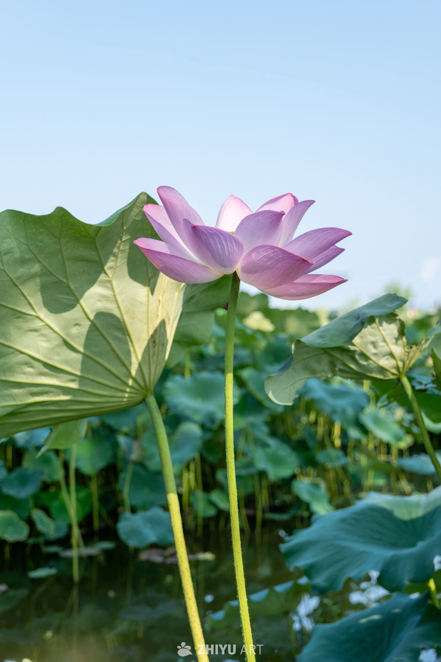 荷花 124