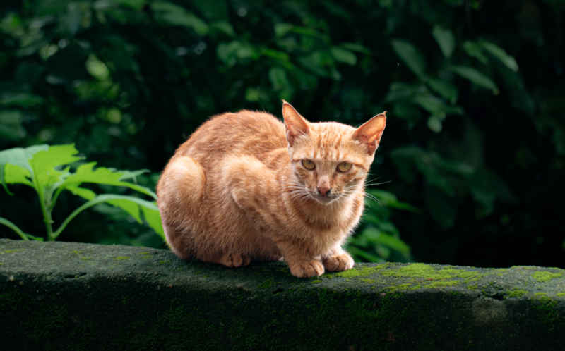 休闲的猫