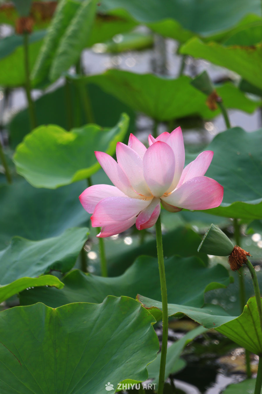 盛夏荷花 134
