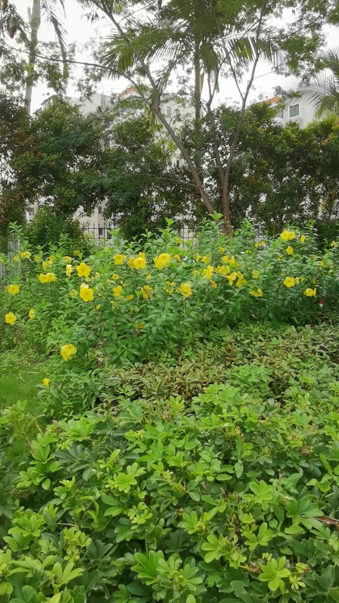 阳光下的花