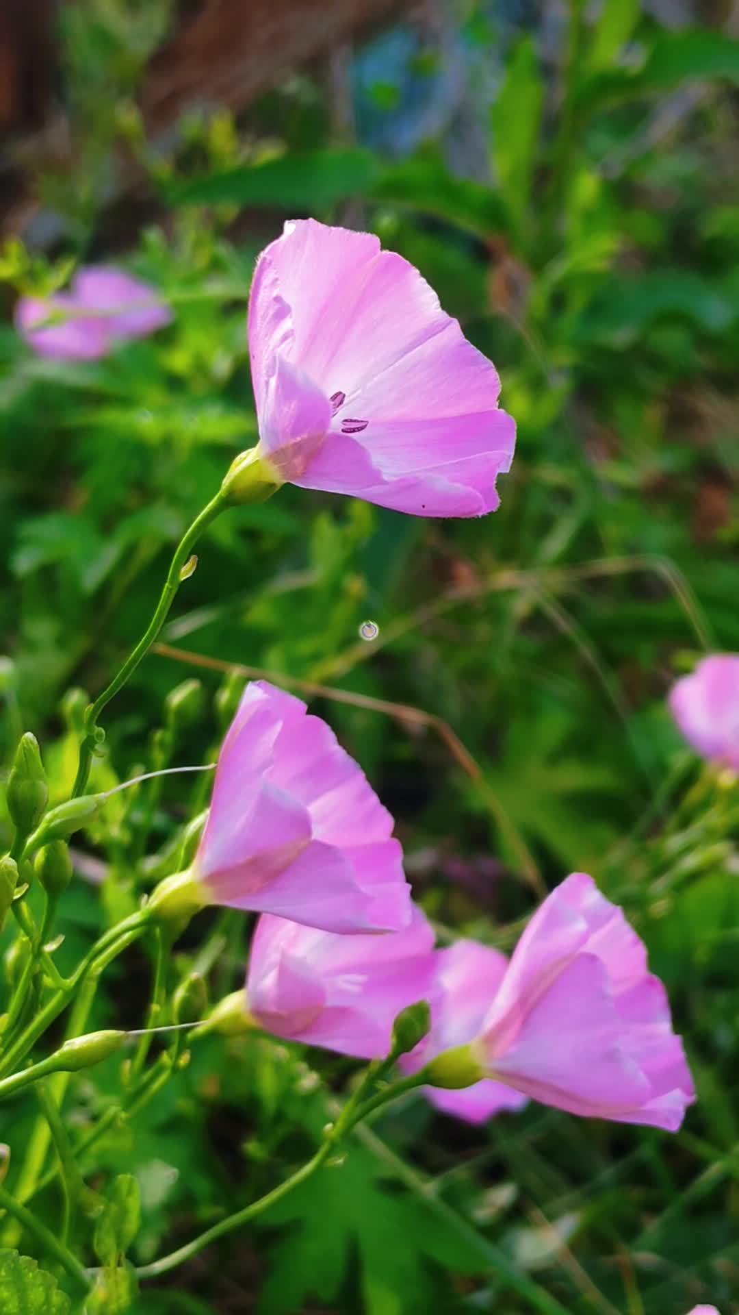 lv_0_20250801015618 3