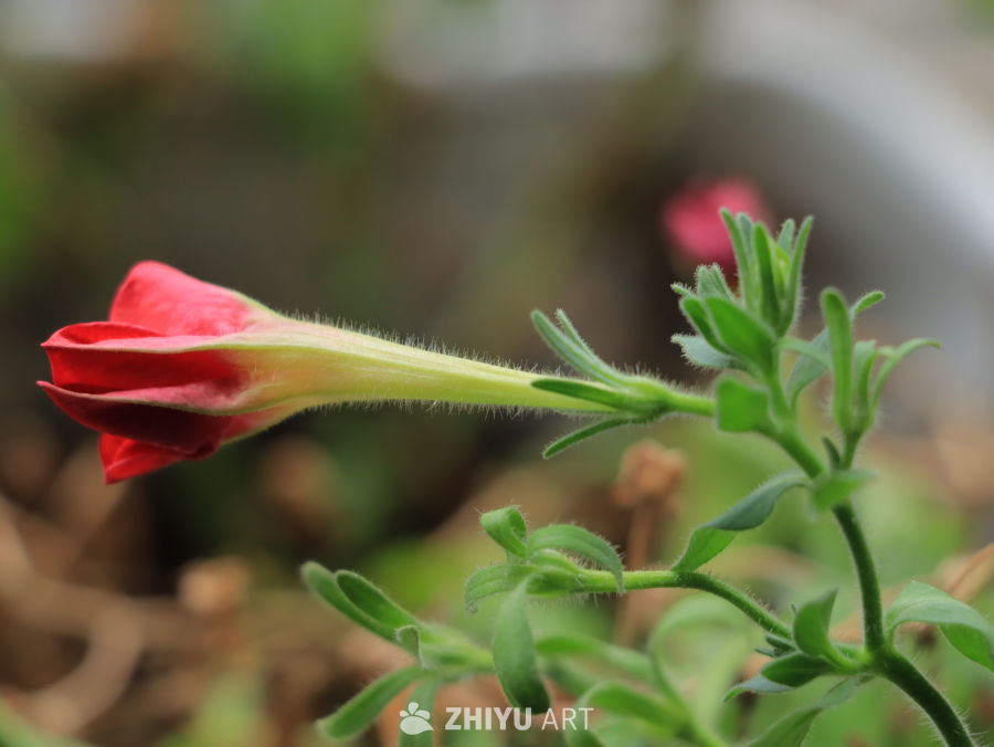雨后含苞待放的鲜花