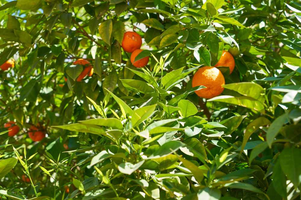 橙色水果维生素健康