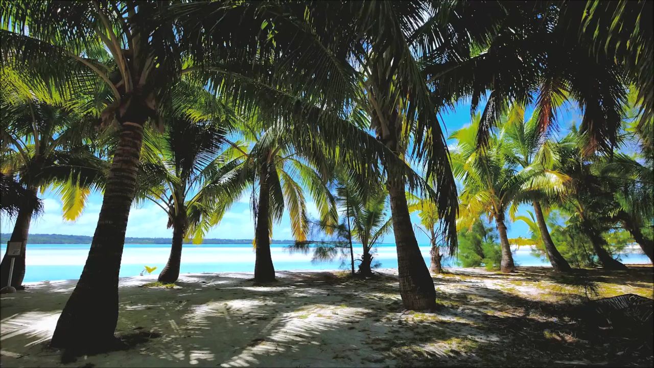 棕榈树海滩海海洋岛水沙天堂性质假期旅行景观夏季加勒比
