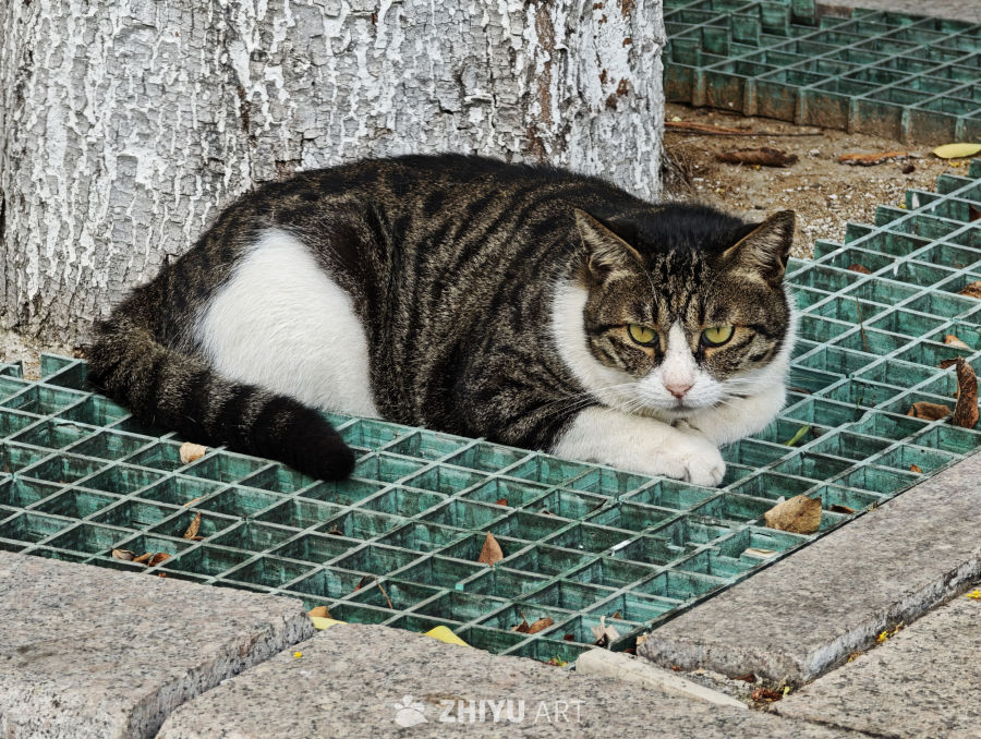 镜头里的猫猫