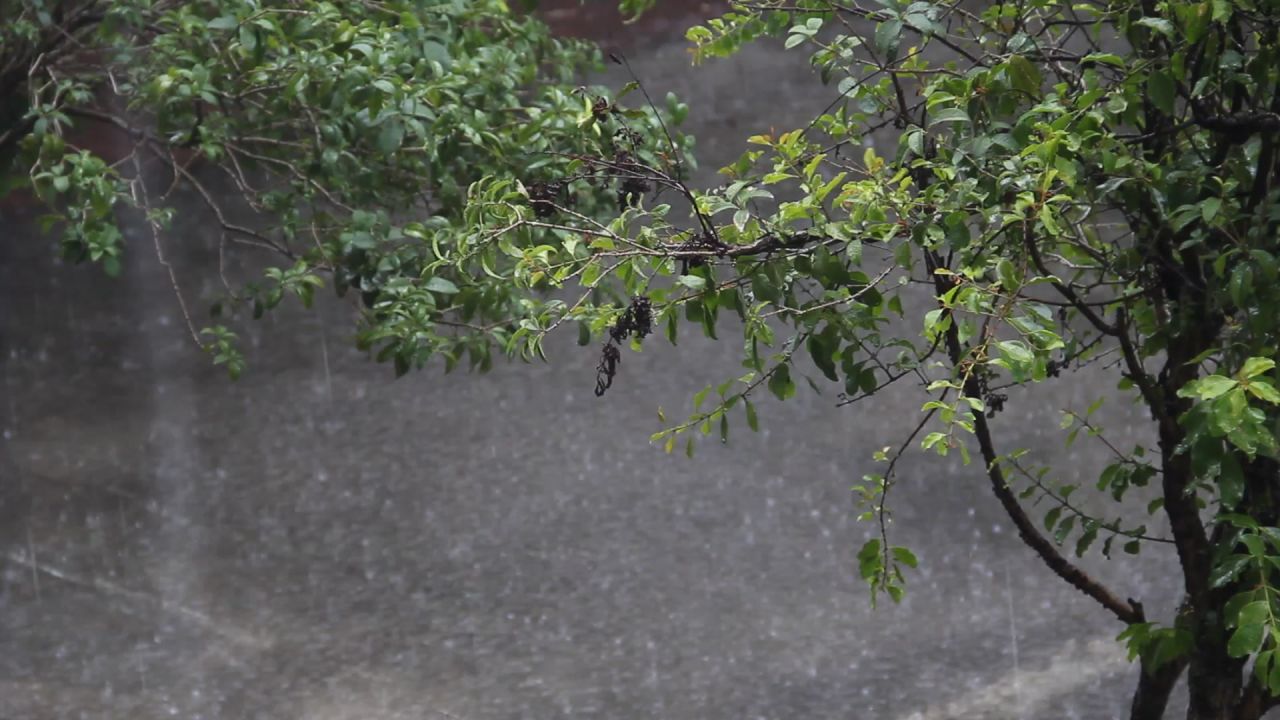 大雨中的桂花树和桑寄生