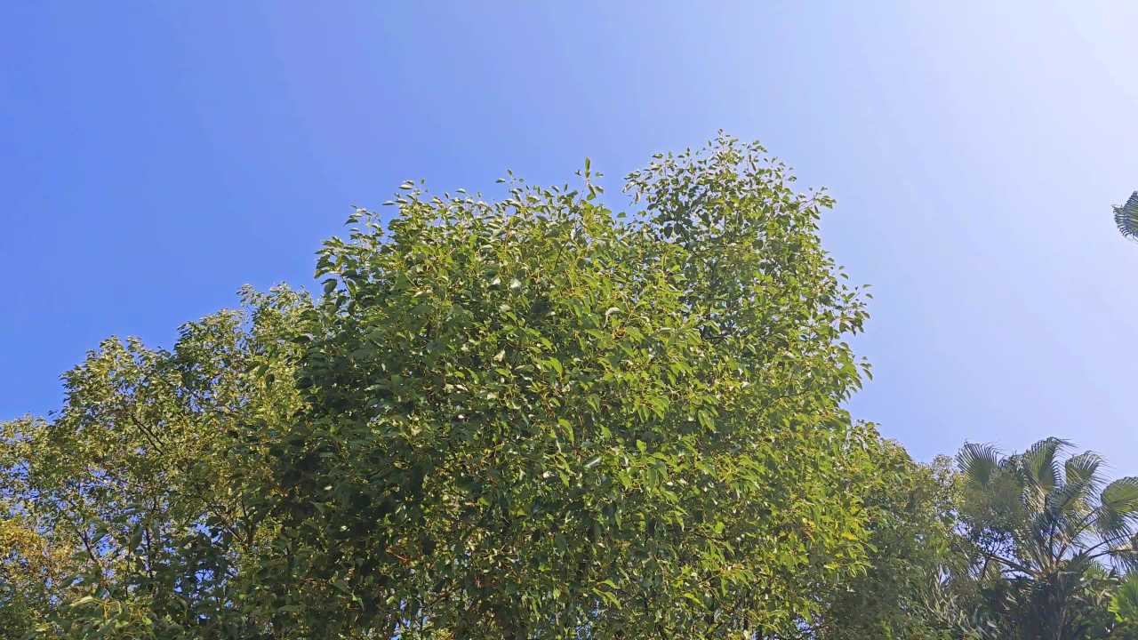 4K蓝天清风绿树