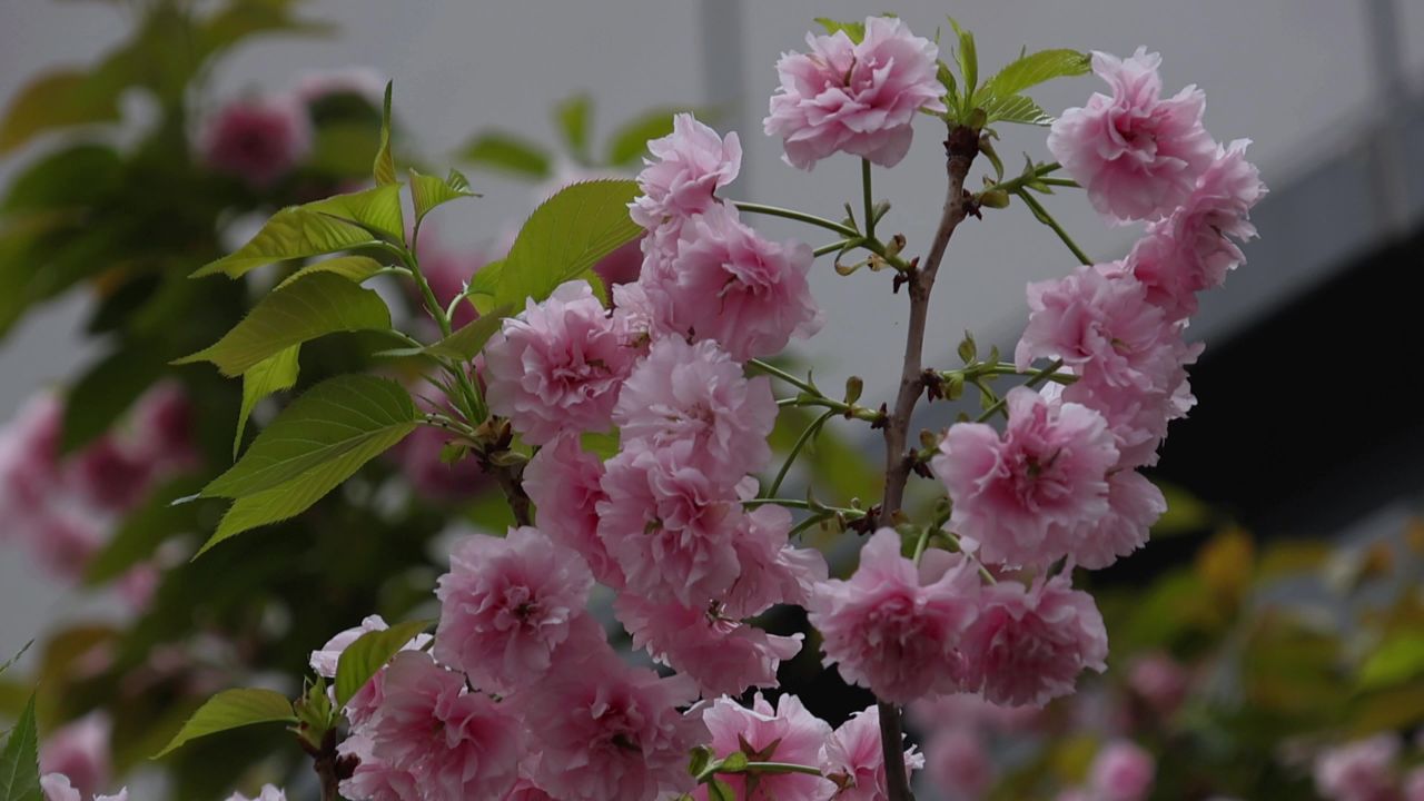 春天盛开的樱花 4