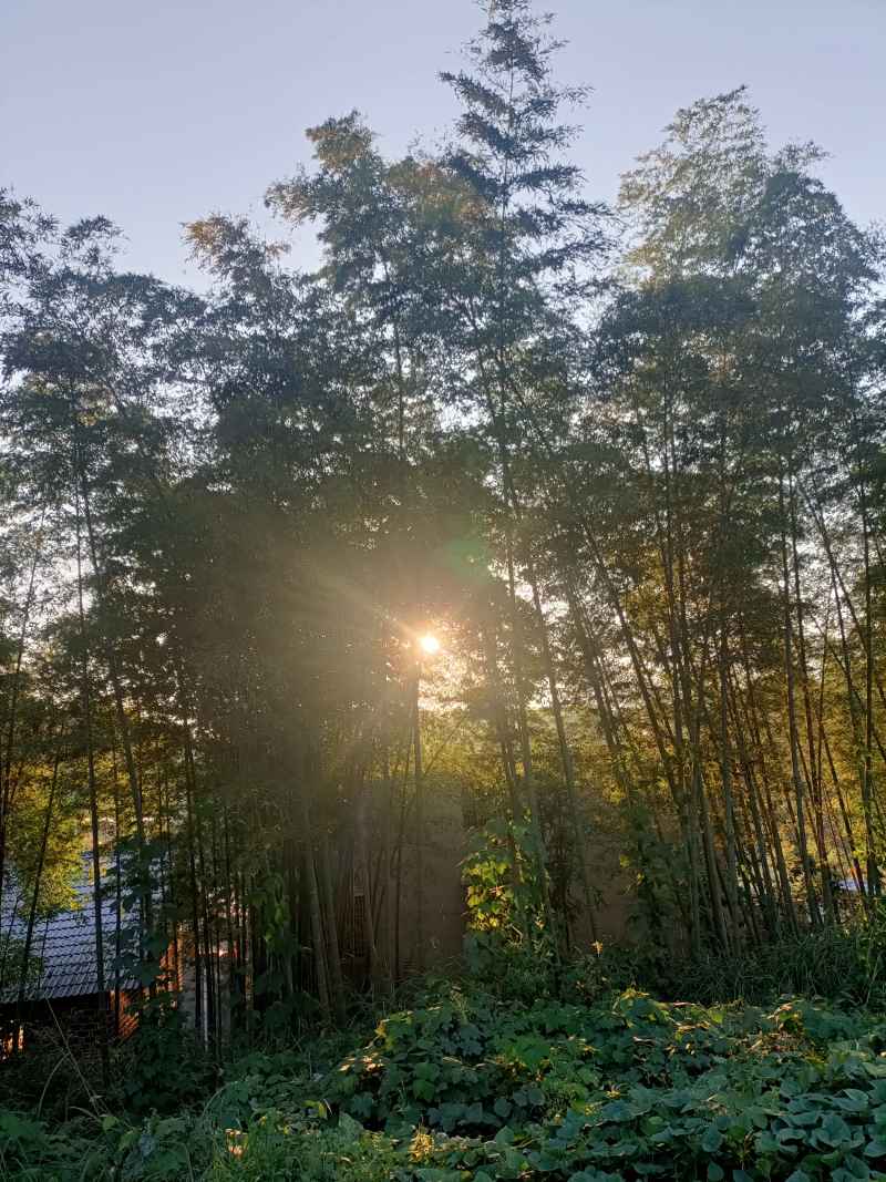 屋后竹林