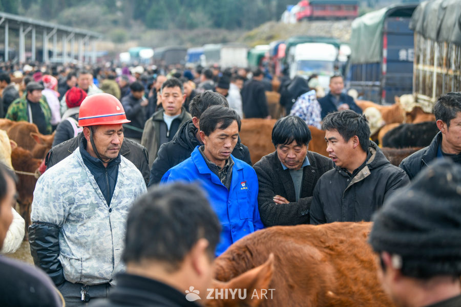航拍贵州畜牧交易市场 牛市交易 3