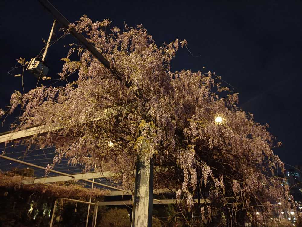 夜间藤蔓