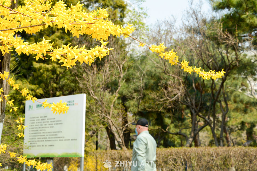 迎春花