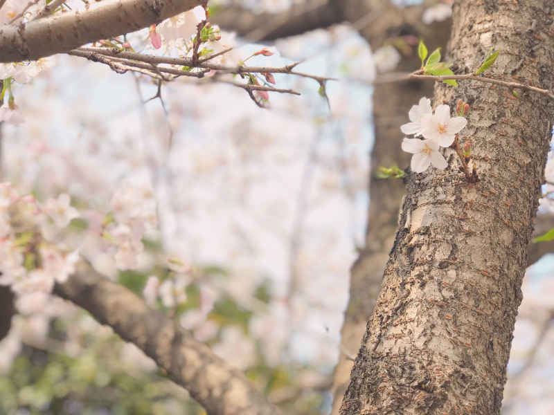 樱花