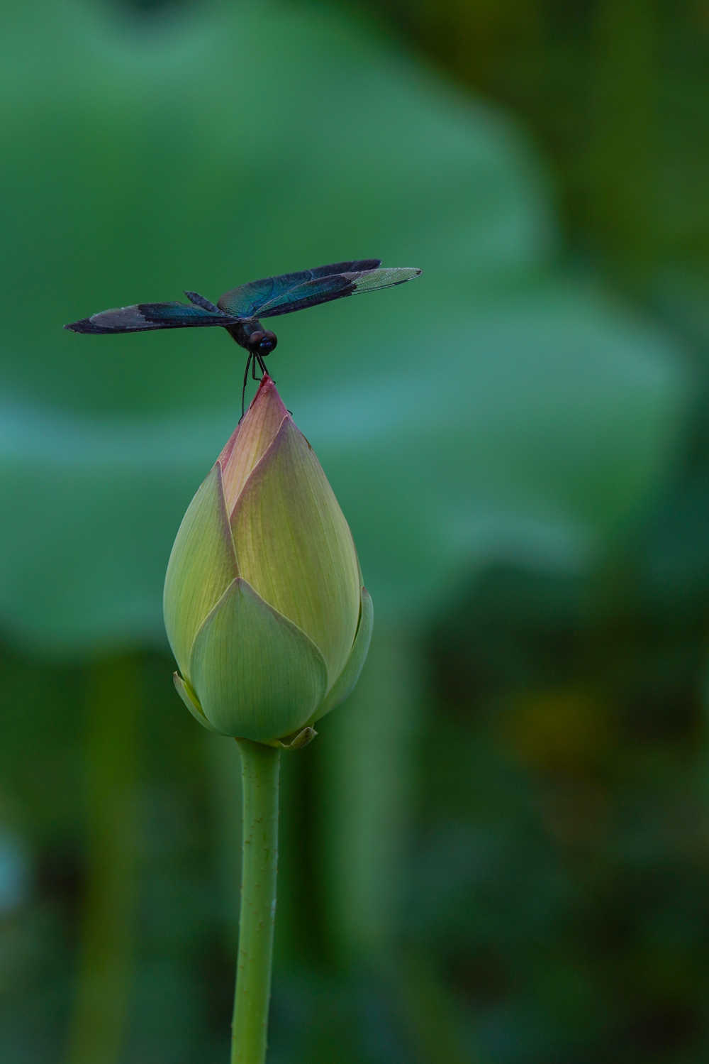 荷花 13