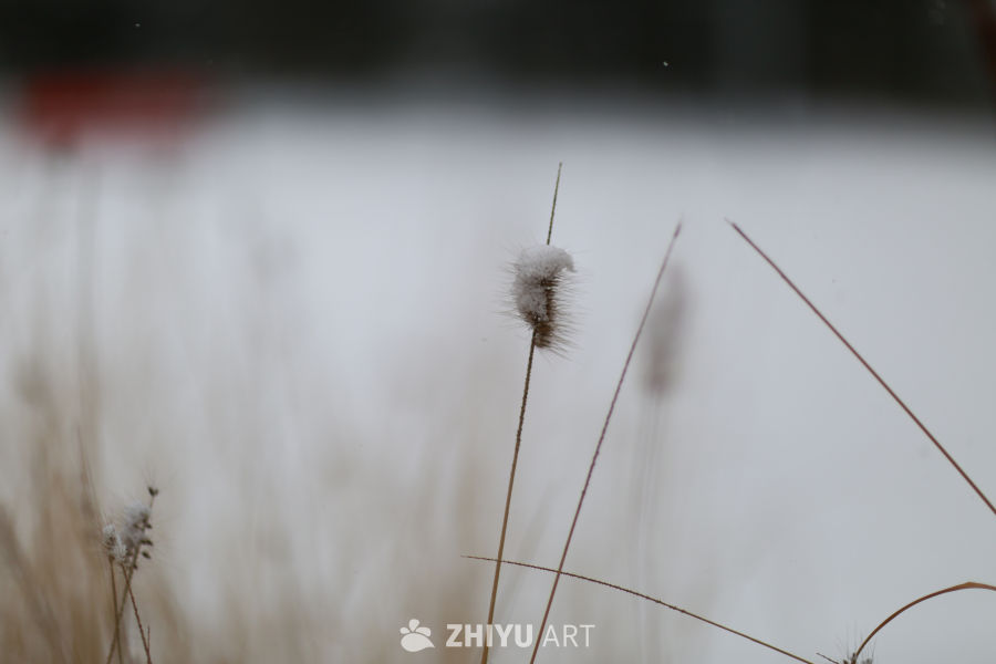 雪中草尖