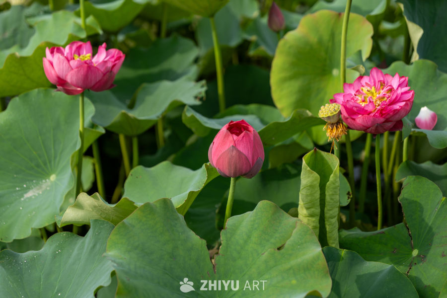 荷花 107