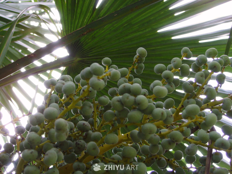 植物，树木 2